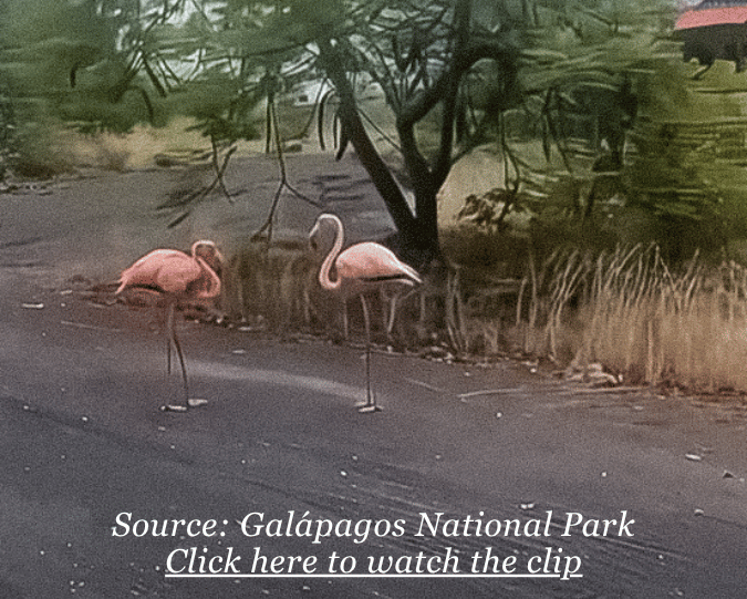 Gal&aacute;pagos National Park video